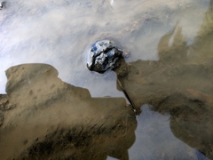 Carcinoscorpius rotundicauda