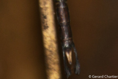 Gynacantha phaeomeria