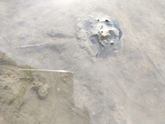 Carcinoscorpius rotundicauda