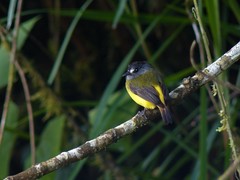 Myiotriccus ornatus