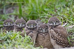 Athene cunicularia floridana