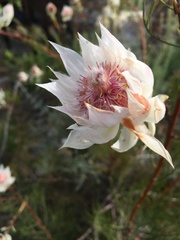 Serruria florida