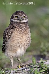 Athene cunicularia floridana