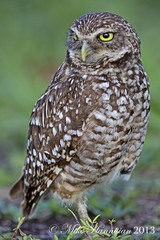 Athene cunicularia floridana