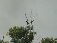 Cephalopterus penduliger