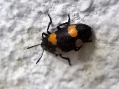 Episcapha quadrimacula