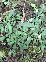 Staurogyne concinnula