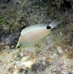 Hypoplectrus unicolor