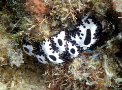 Botryllus
