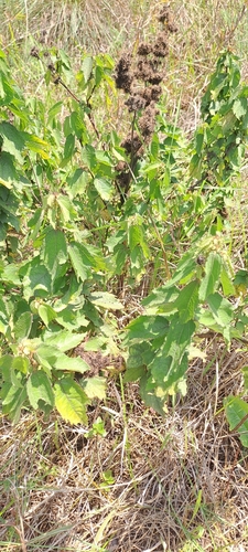 Triumfetta pilosa, photograph 4