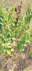 Triumfetta pilosa, photograph (c) Mmatjie Mashao, some rights reserved (CC BY-SA)