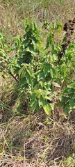 Triumfetta pilosa, photograph (c) Mmatjie Mashao, some rights reserved (CC BY-SA)