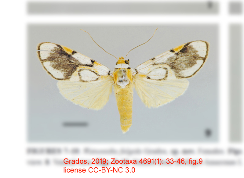 Watsonidia fulgida