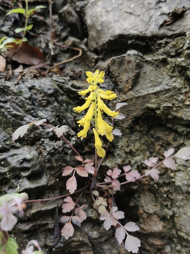 Corydalis saxicola