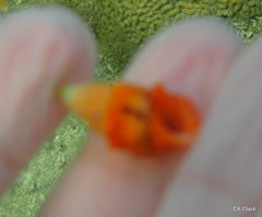 Cerithium litteratum