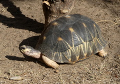 Astrochelys radiata