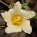 Sida rhombifolia - Photo (c) 葉子,  זכויות יוצרים חלקיות (CC BY-NC-ND)