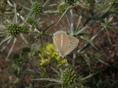 Polyommatus dolus