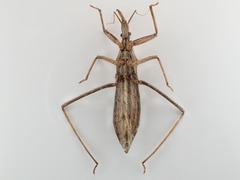 Stenopoda