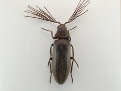 Callirhipidae
