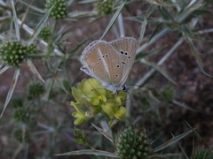 Polyommatus dolus