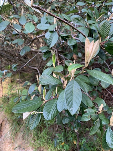 Cotoneaster coriaceus