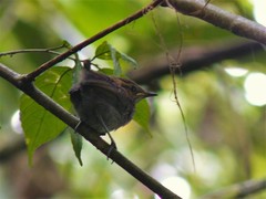 Microbates cinereiventris