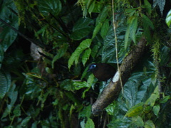 Hafferia zeledoni