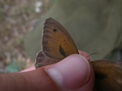 Hyponephele lupinus