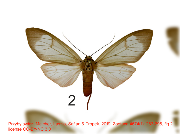 Amerila femina