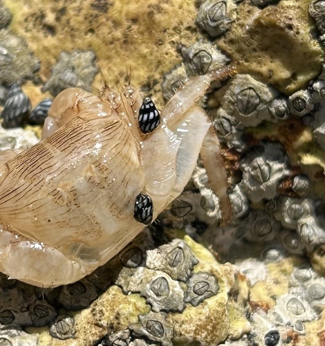 Echinolittorina lineolata