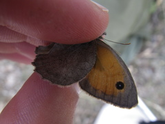 Hyponephele lupinus
