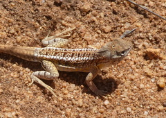 Chalarodon madagascariensis