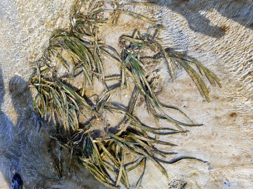 Image of Enhalus acoroides by (c) zhangshen, some rights reserved (CC BY)