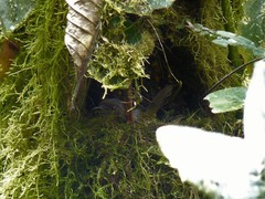 Chlorospingus semifuscus