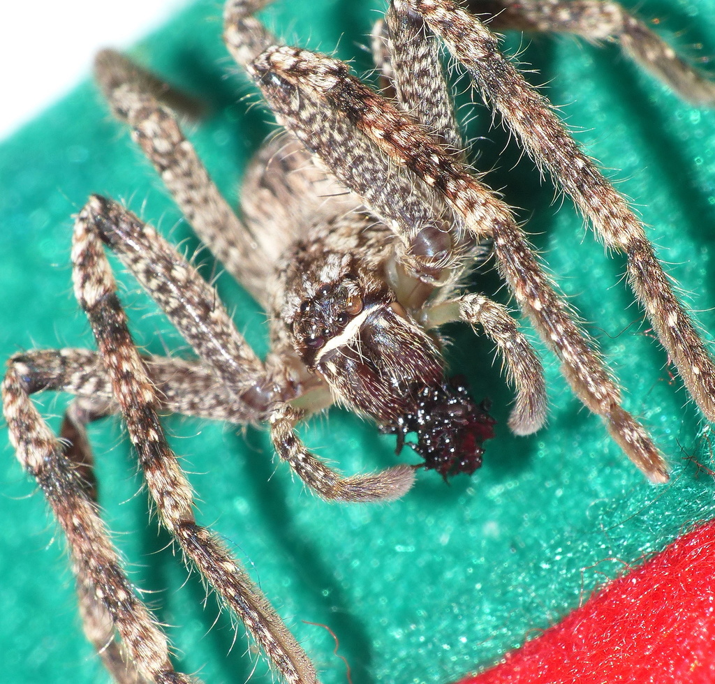 East Cape Rain Spider