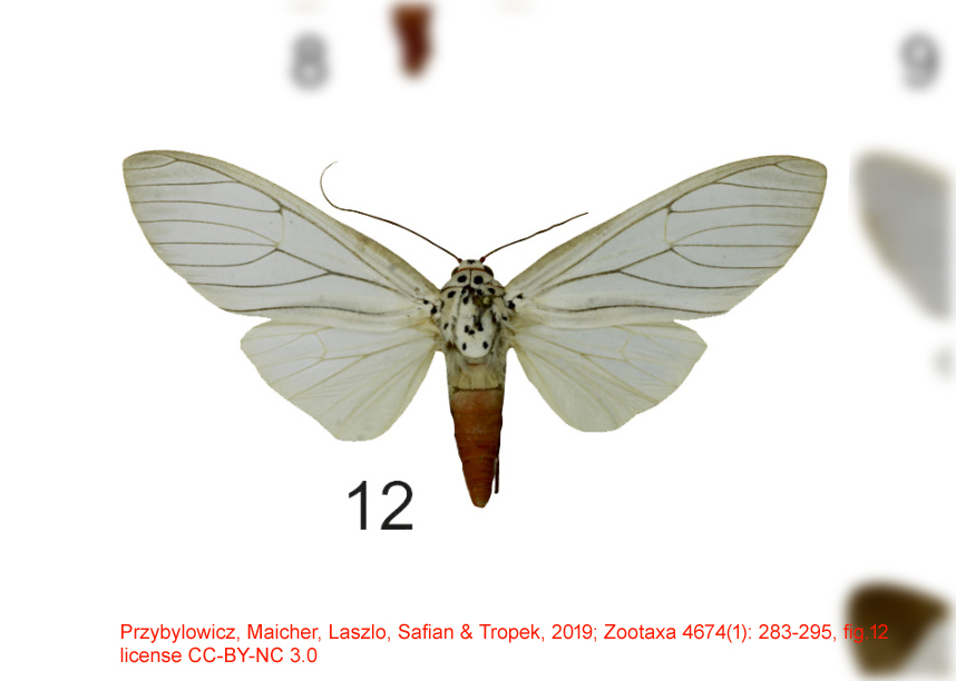 Amerila niveivitrea