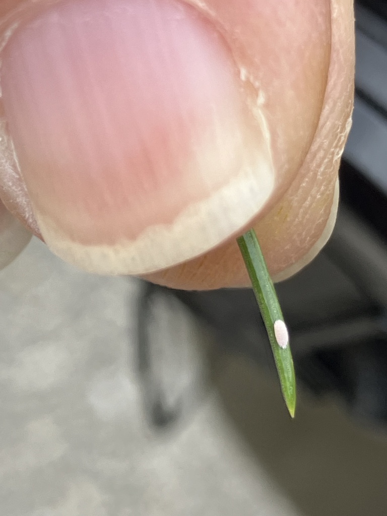spruce mealybug