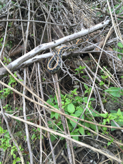 Thamnophis cyrtopsis ocellatus