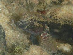 Brown Drombus photo 2