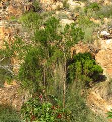 Psoralea odoratissima