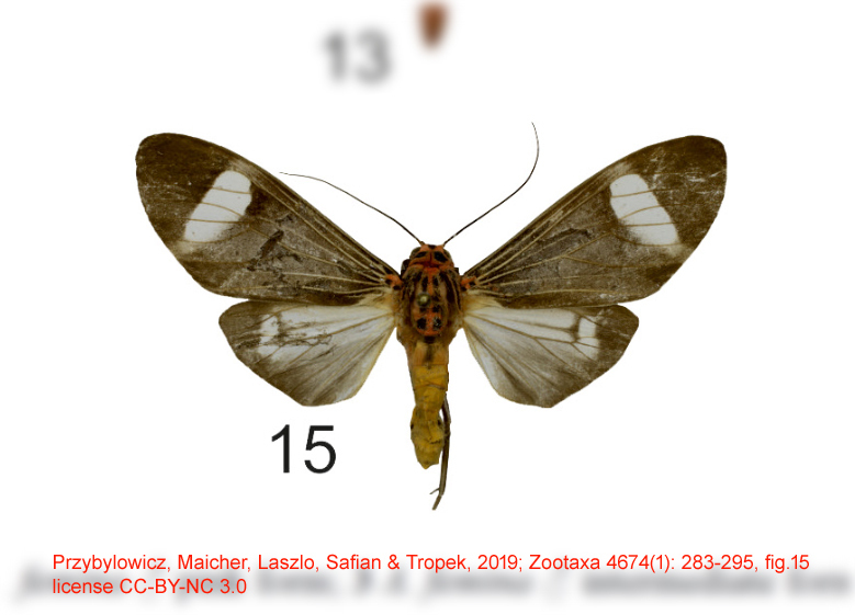 Amerila syntomina