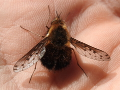 Bombylius discolor
