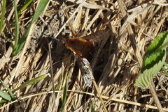 Bombylius discolor