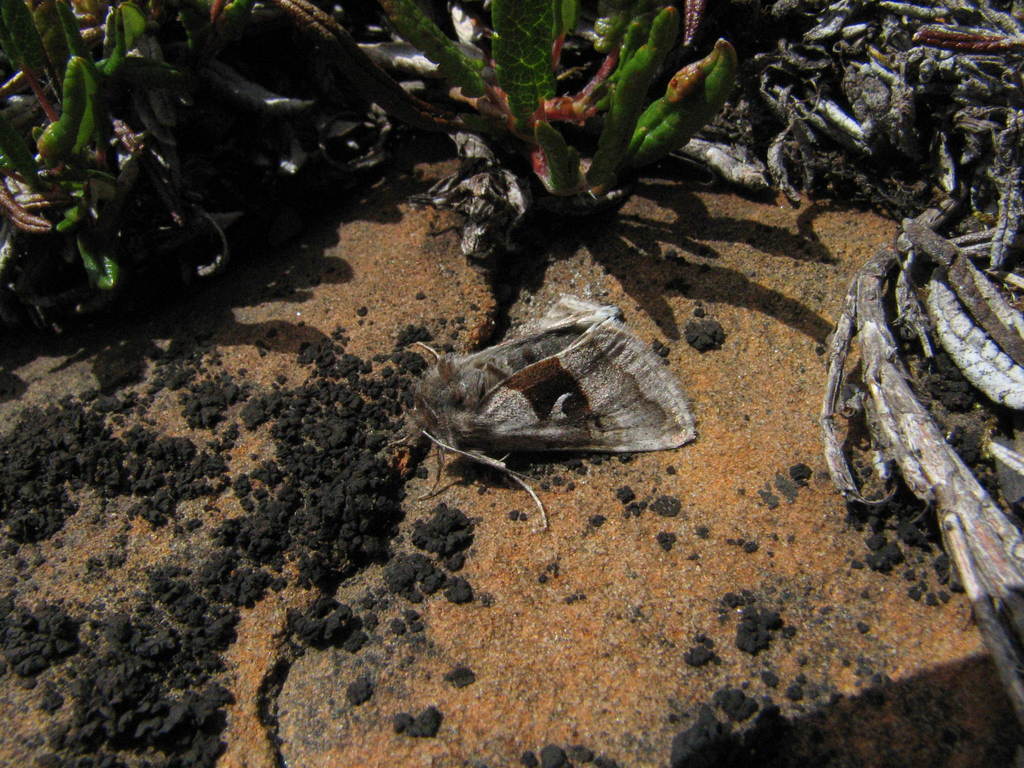 Dwarf Willow Looper