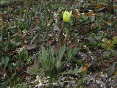 Papaver radicatum kluanense