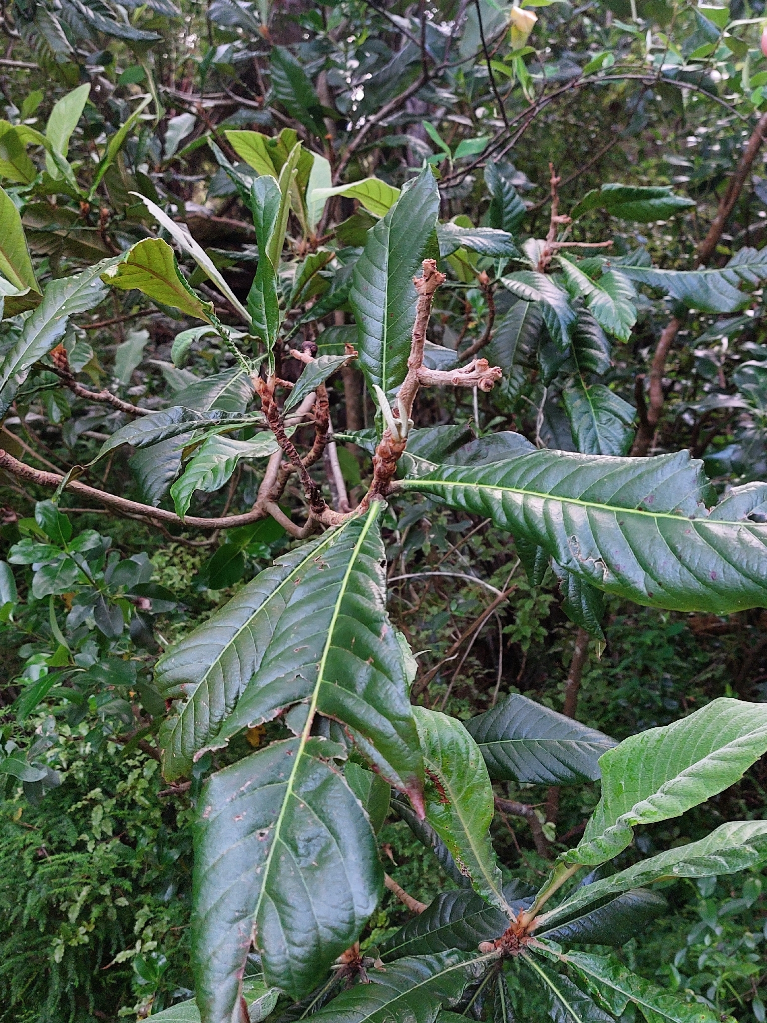 Loquat (Rhaphiolepis bibas)