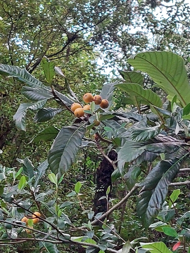 Rhaphiolepis bibas