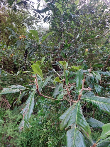 Rhaphiolepis bibas