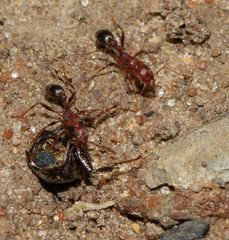 Tetramorium sericeiventre